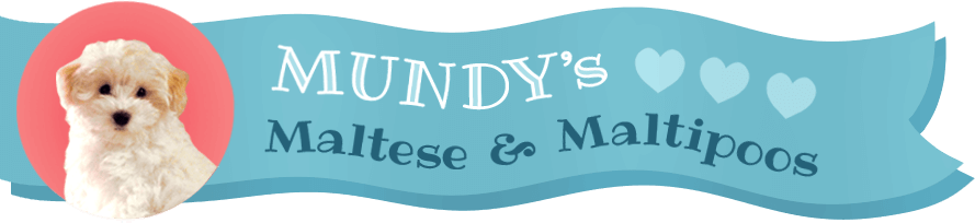 Mundy's Maltese & Maltipoos